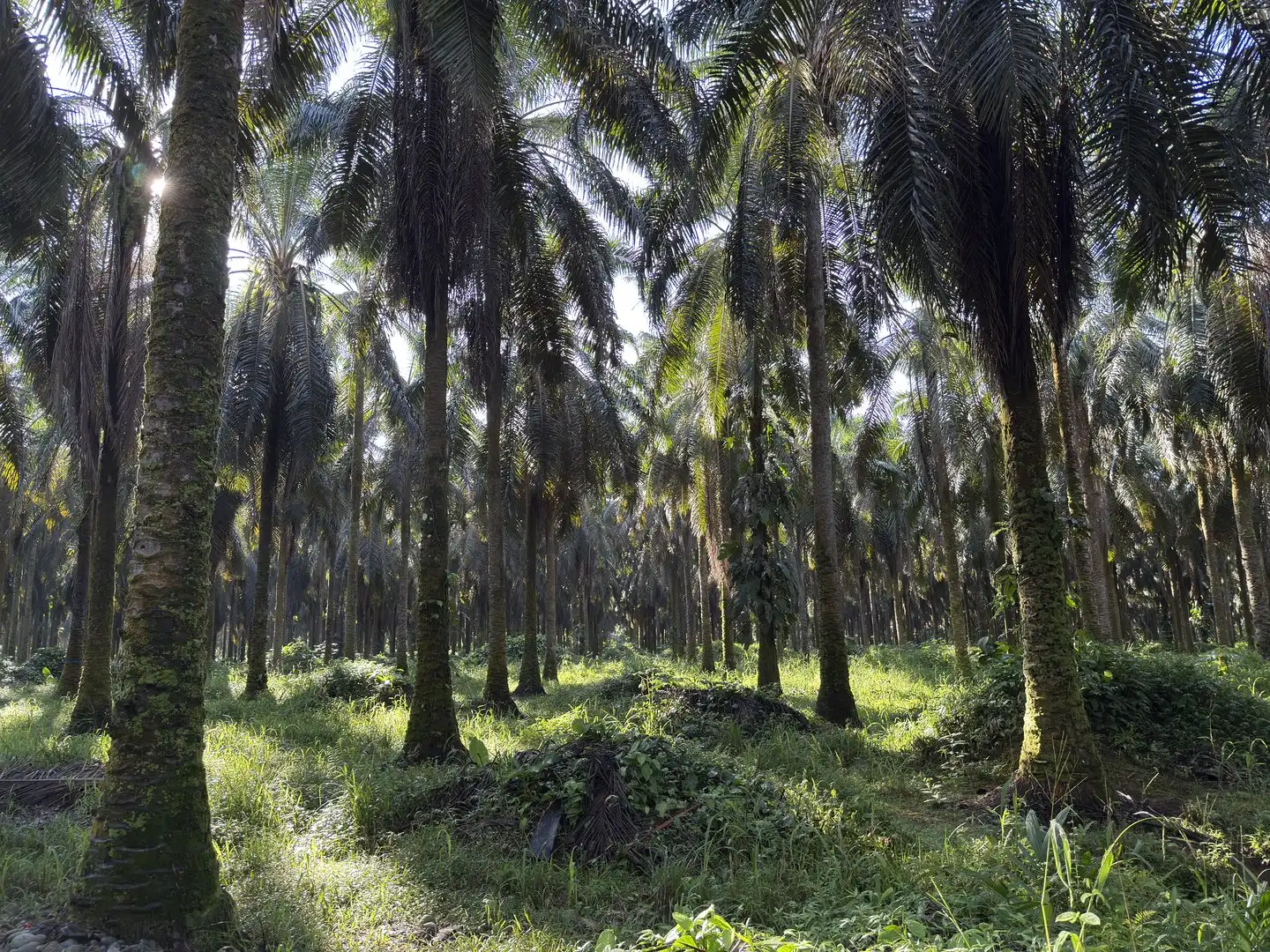 palm tree
